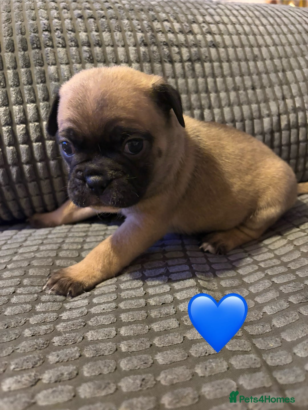 Frug dogs for sale: 3/4 frenchie 1/4 pug pups for sale  - Image 4