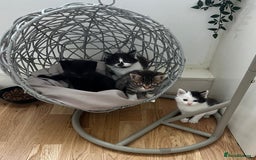 Mixed Breed cats for sale: Gorgeous Kittens - Image 10