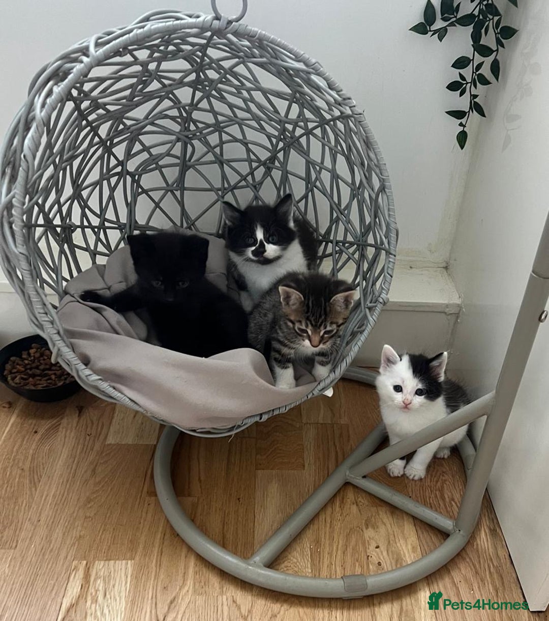 Mixed Breed cats for sale: Gorgeous Kittens - Image 10