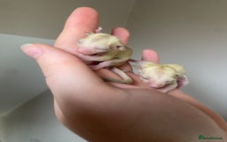 Sugar Glider rodents for sale: Joeys available for reserve  - Image 5