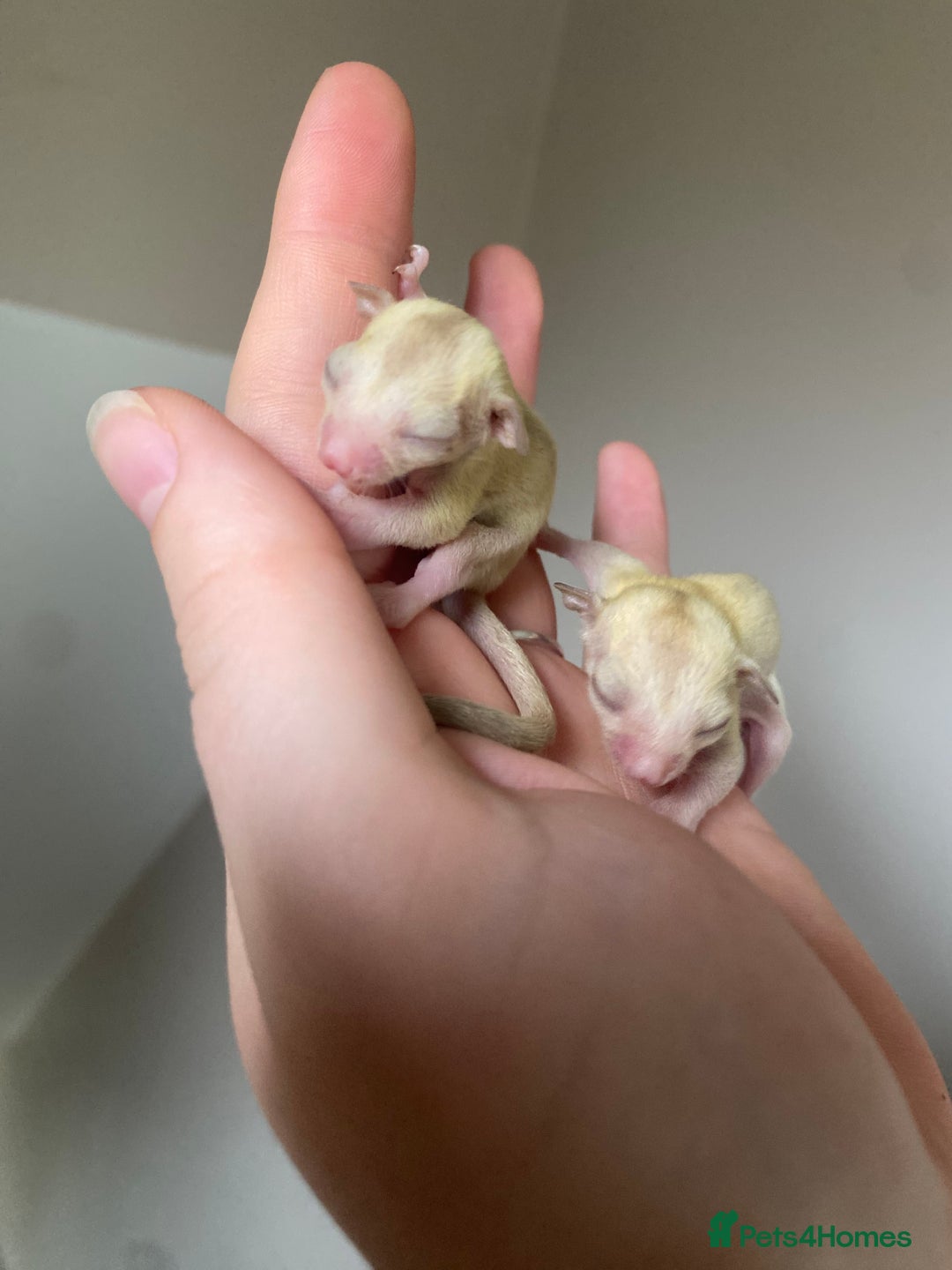 Sugar Glider rodents for sale: Joeys available for reserve  - Image 5