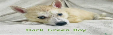 Siberian Husky Puppy dark green
