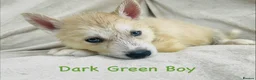Siberian Husky dogs for sale: Stunning husky puppies - RARE white/cream  - Advert 30