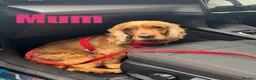 Cocker Spaniel dogs for sale: Superb show type cocker spaniel puppies  - Advert 5