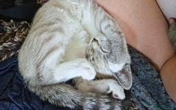 Mixed Breed cats for sale: Male kitten - Image 8