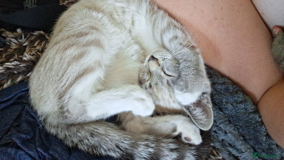 Mixed Breed cats for sale: Male kitten - Image 8