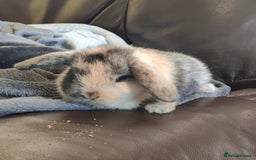 Mini Lop rabbits for sale: Mini lops  - Image 3