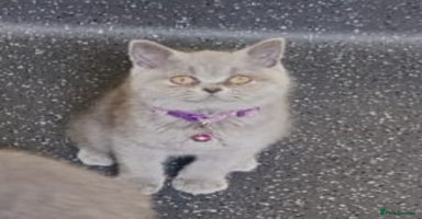 British Shorthair cats in Dudley - Advert 5