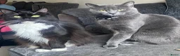 Mixed Breed cats for sale: 2 gorgeous kittens - Advert 1