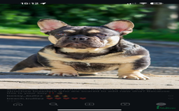 French Bulldog dogs for stud: EA husky/Pink/Testable/fluffy Frenchie stud - Image 3