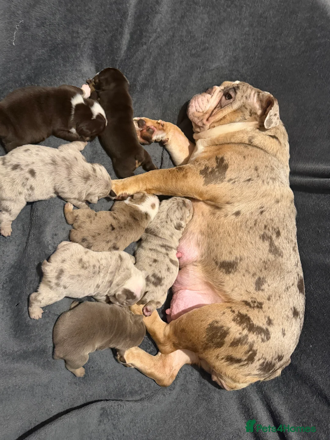 English Bulldog dogs for sale: ENGLISH BULLDOG PUPs FOR SALE🖤 - Advert 3