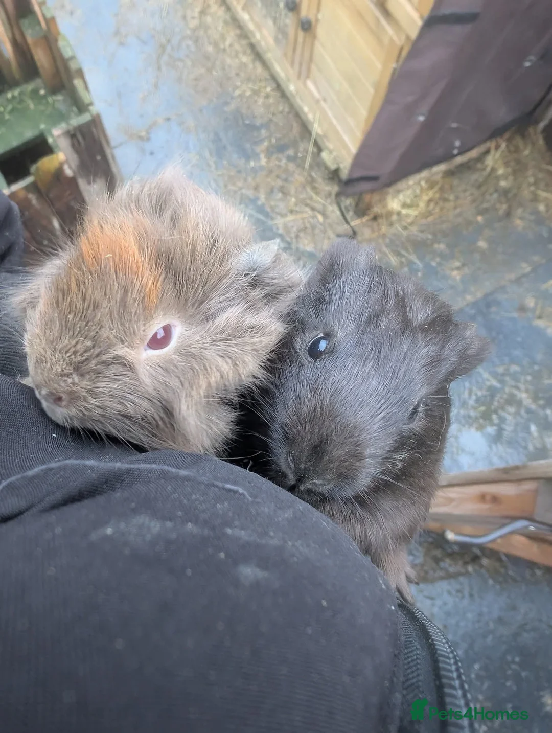 Guinea Pig rodents for sale: Lovely guinea pigs - Advert 9