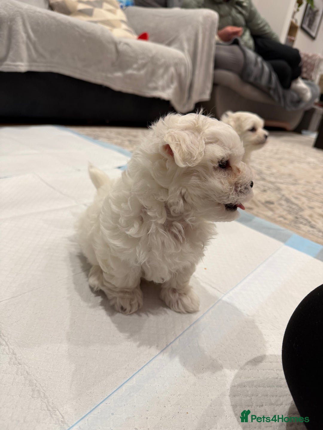 Maltese dogs for sale: Gorgeous Maltese puppies  - Advert 18