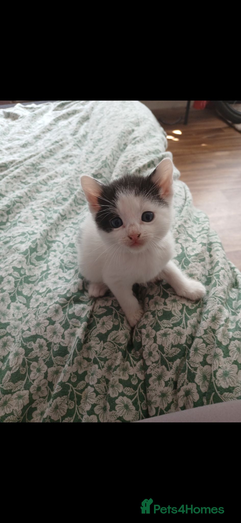 Mixed Breed cats 3 beautiful kittens ready to reserved  - Advert 7