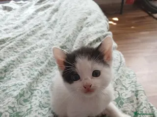 Mixed Breed cats 3 beautiful kittens ready to reserved - Advert 7