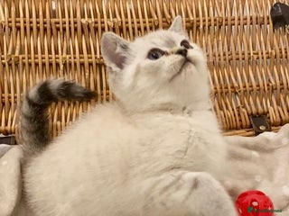 British Shorthair cats 🧸EXCEPTIONAL QUALITY PURE BREED BSH TEDDY BEARS🧸 - Advert 1