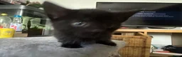Mixed Breed cats for sale: 3 kittens in Stoke-on-Trent - Advert 8