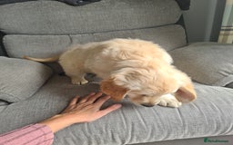 Golden Retriever dogs for sale: Golden retriever puppy - Image 8