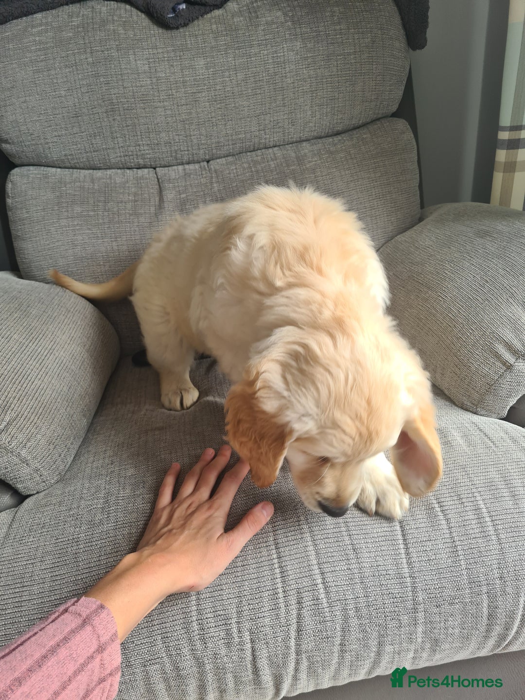 Golden Retriever dogs for sale: Golden retriever puppy - Image 8