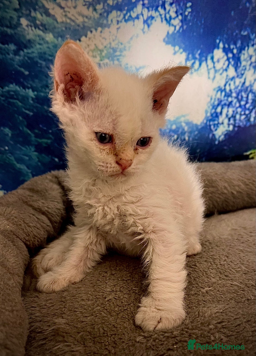 Selkirk Rex cats for sale: Gorgeous Selkirk Rex kittens - Image 8
