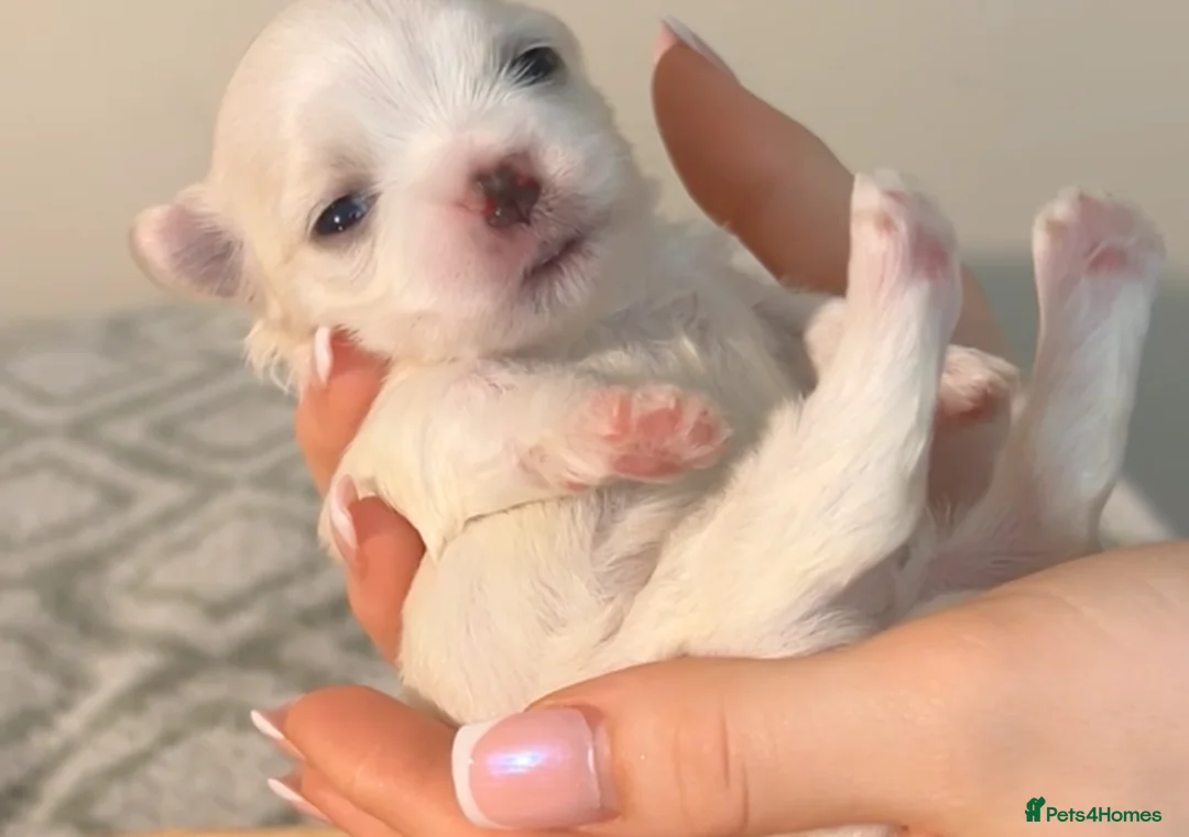 Maltese dogs for sale: Exclusive Maltese puppies for reserve! - Advert 2