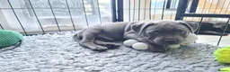 Staffordshire Bull Terrier dogs for sale: Stunning staffy's - Advert 9