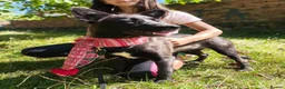 Mixed Breed dogs for adoption: ATHENA -clever/loving/happy/loves dogs/playful  in Abingdon - Advert 11