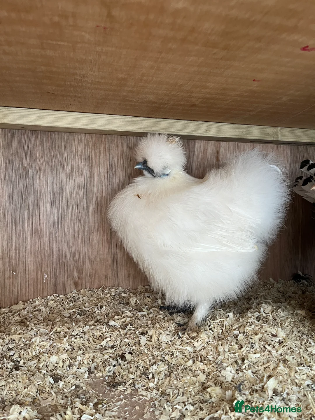 Chickens poultry for sale: Silkie Point of Lay Females  - Advert 5