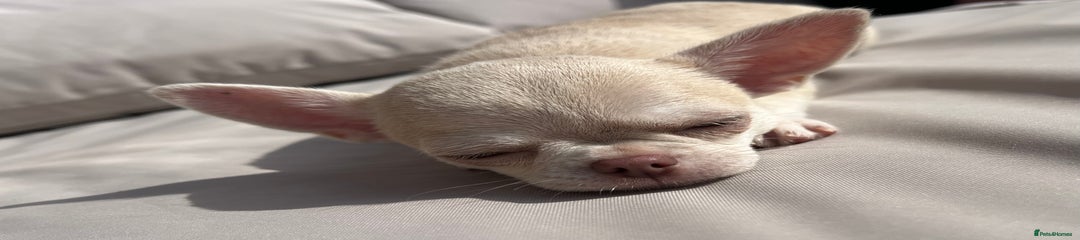 Chihuahua Puppy 2