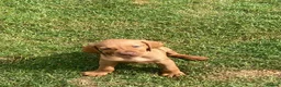 Hungarian Vizsla dogs for sale: Hungarian Vizsla Puppies in Andover - Advert 9
