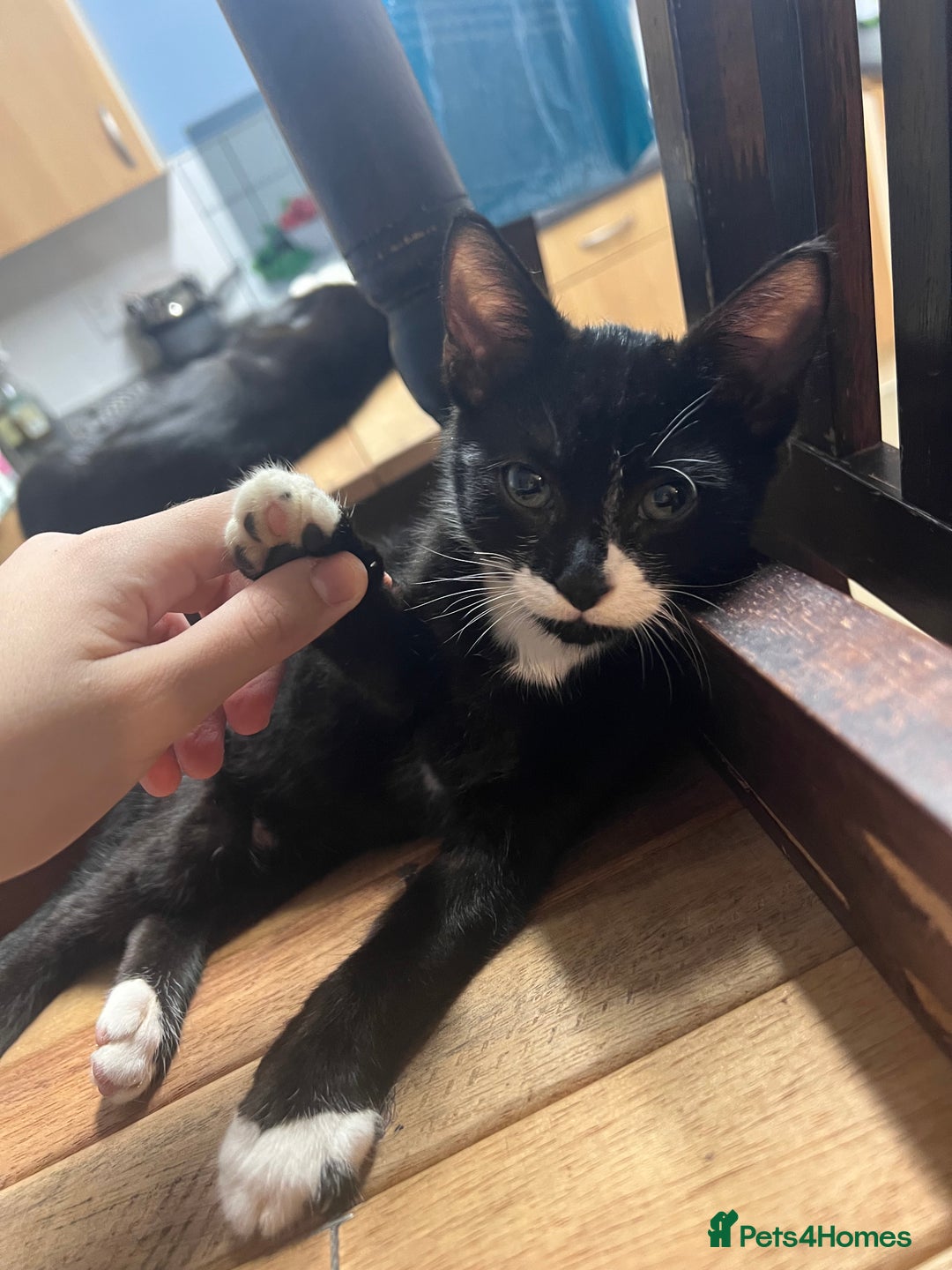 Domestic Shorthair cats for sale: Four 11 week old kittens - Image 3