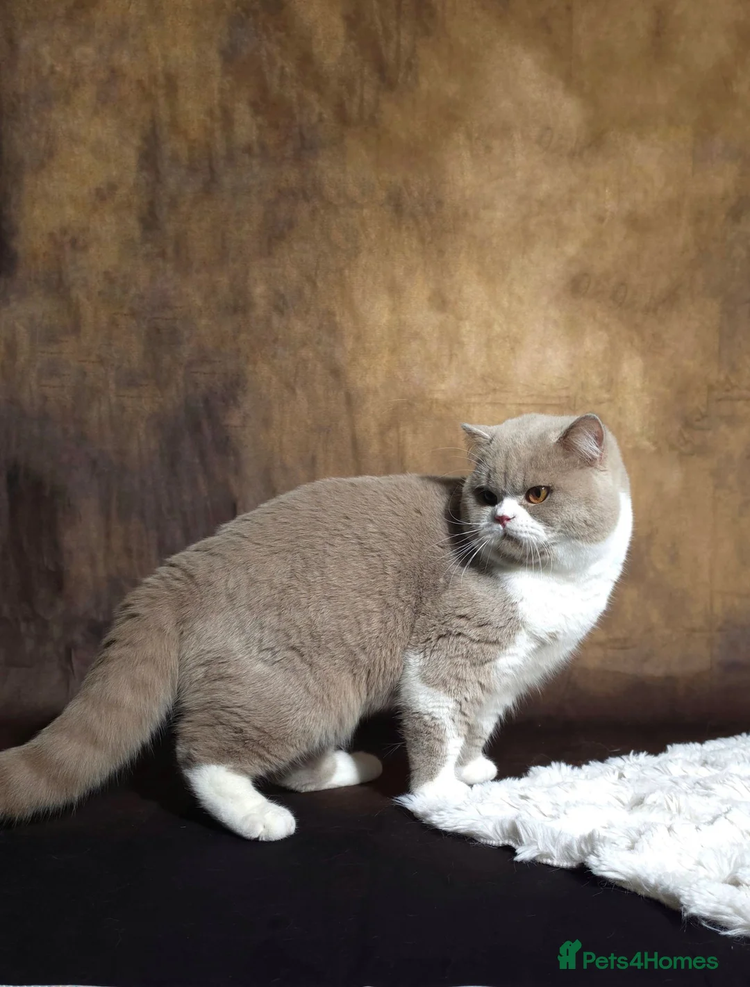 British Shorthair cats for stud: Fawn bi Stud -Limited queens .GCCF/TICA  - Advert 6