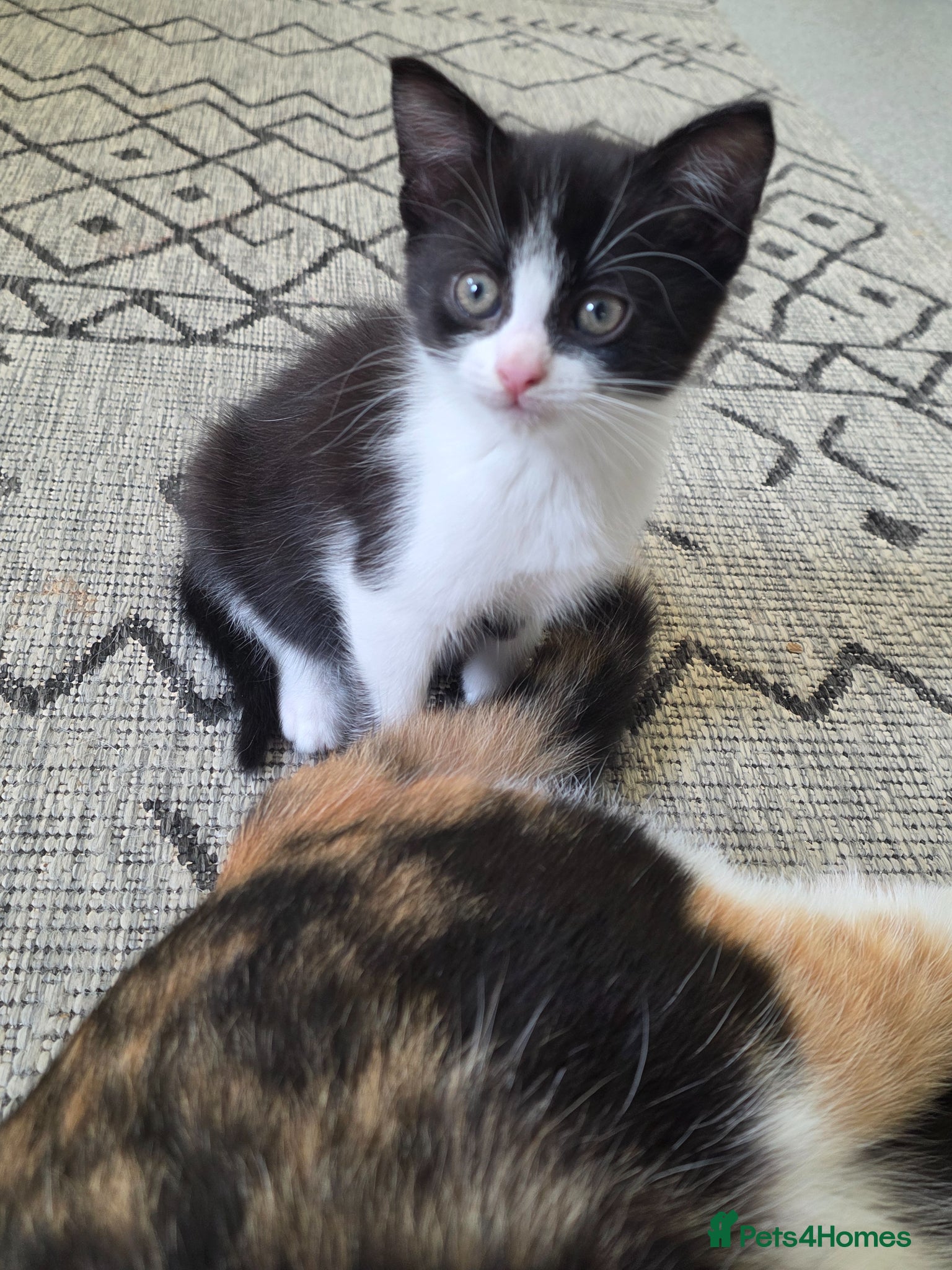 Mixed Breed cats for sale: a playful female tuxedo - Advert 2