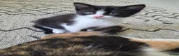 Mixed Breed cats for sale: A male ginger tabby and a female tuxedo - Advert 9
