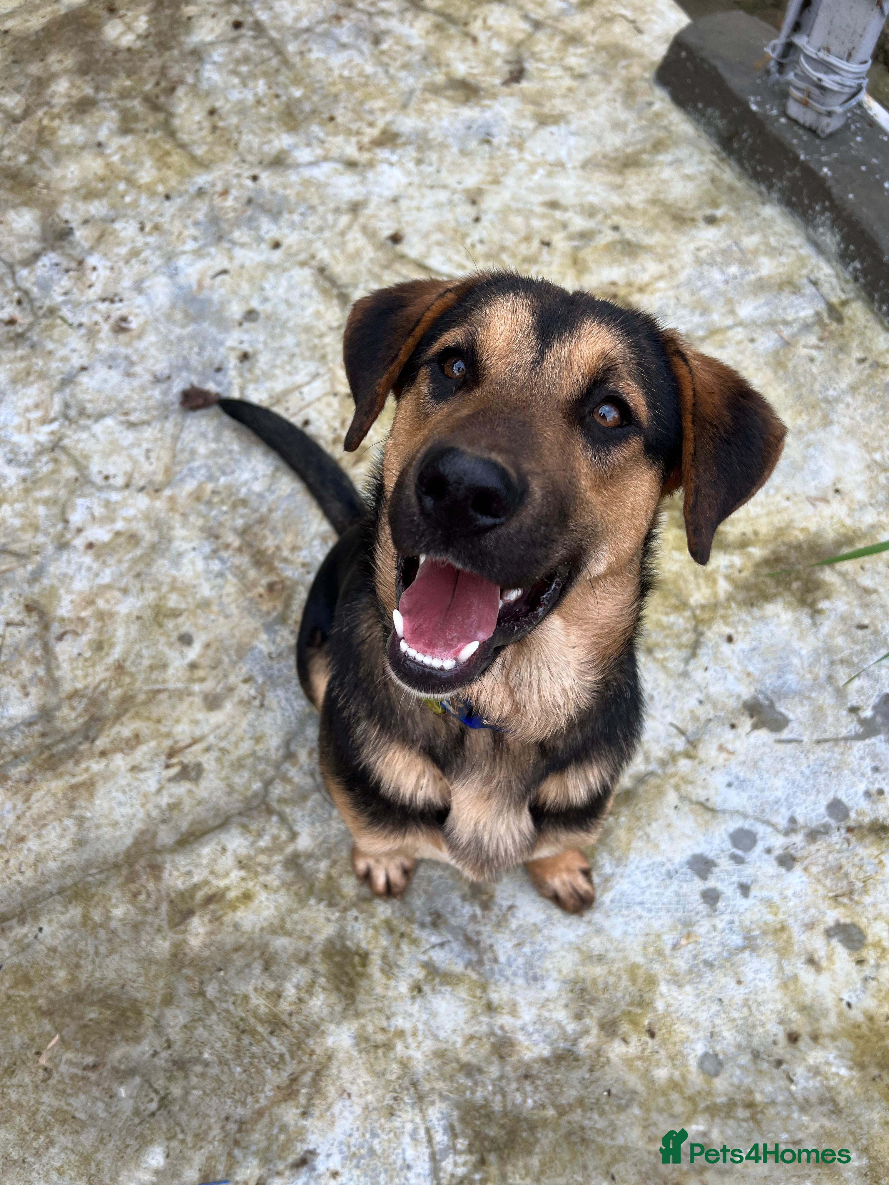 Australian Shepherd dogs 6.5 months old Anatolian Shepherd ready to adopt! - Advert 2