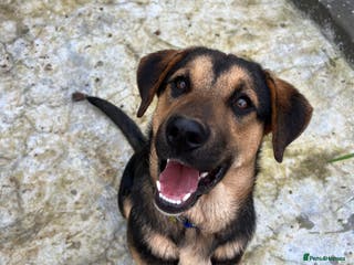 Australian Shepherd dogs 6.5 months old Anatolian Shepherd ready to adopt! - Advert 8