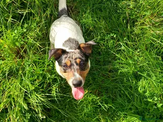 Jack Russell dogs Spayed Jack Russell Girl - Advert 7