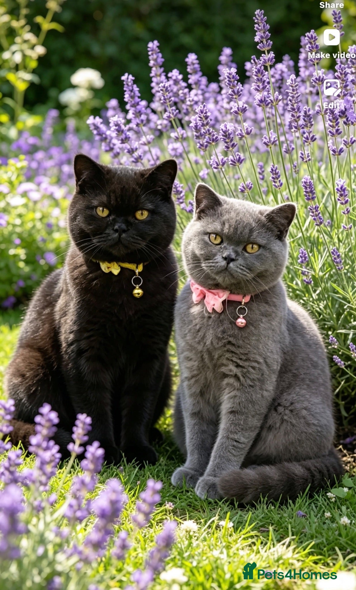 British Shorthair cats Beautiful best friends five star Home only - Advert 1