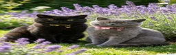 British Shorthair cats for sale: Beautiful best friends five star Home only - Advert 1