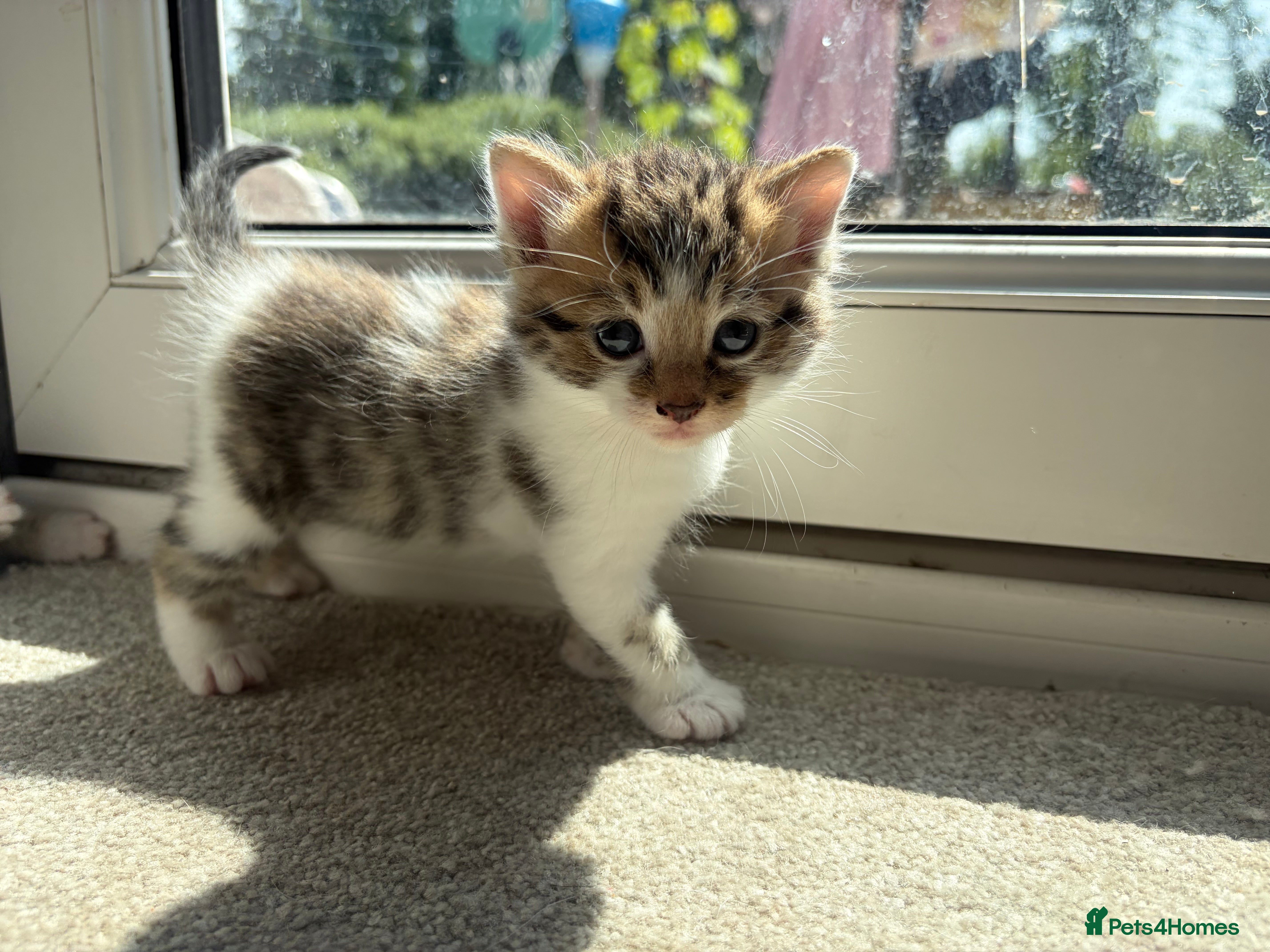 Bengal cats Beautiful mixed Bengal kittens 🐾 - Advert 1