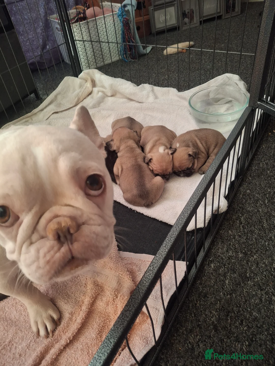 French Bulldog dogs for sale: We have 5 frenchies ready to go 12 june in Rhayader - Advert 2