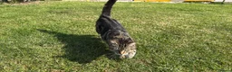 Mixed Breed cats for sale: Kittens for sale - Advert 2