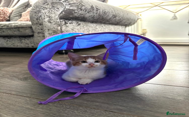 Domestic Shorthair cats - Advert 3