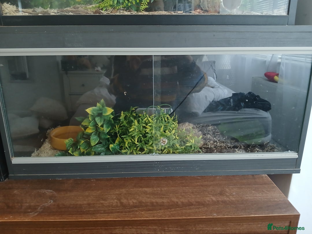 Milk Snake reptiles for sale: Milk snake and vivarium for sale - Advert 3