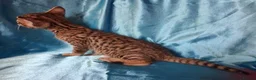 Savannah cats for sale: Super spotty F5 Savannah kittens - Advert 20