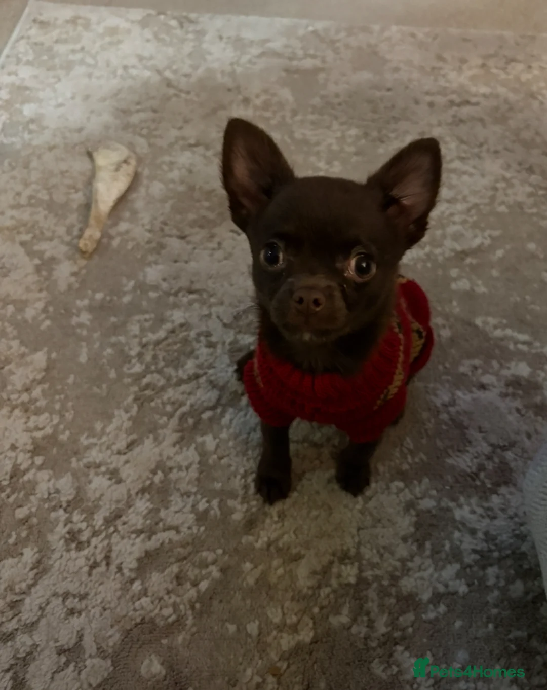 Chihuahua dogs for sale: T cup chocolate chihuahua boy - Advert 1