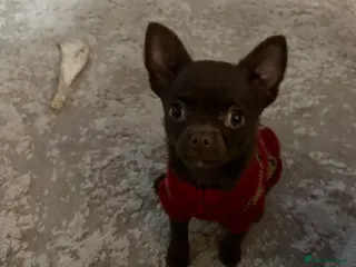 Chihuahua dogs chihuahua boy - Advert 10