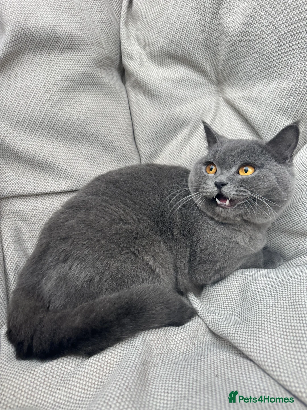 British Shorthair cats for sale: British Shorthair Chunky kittens - Advert 21