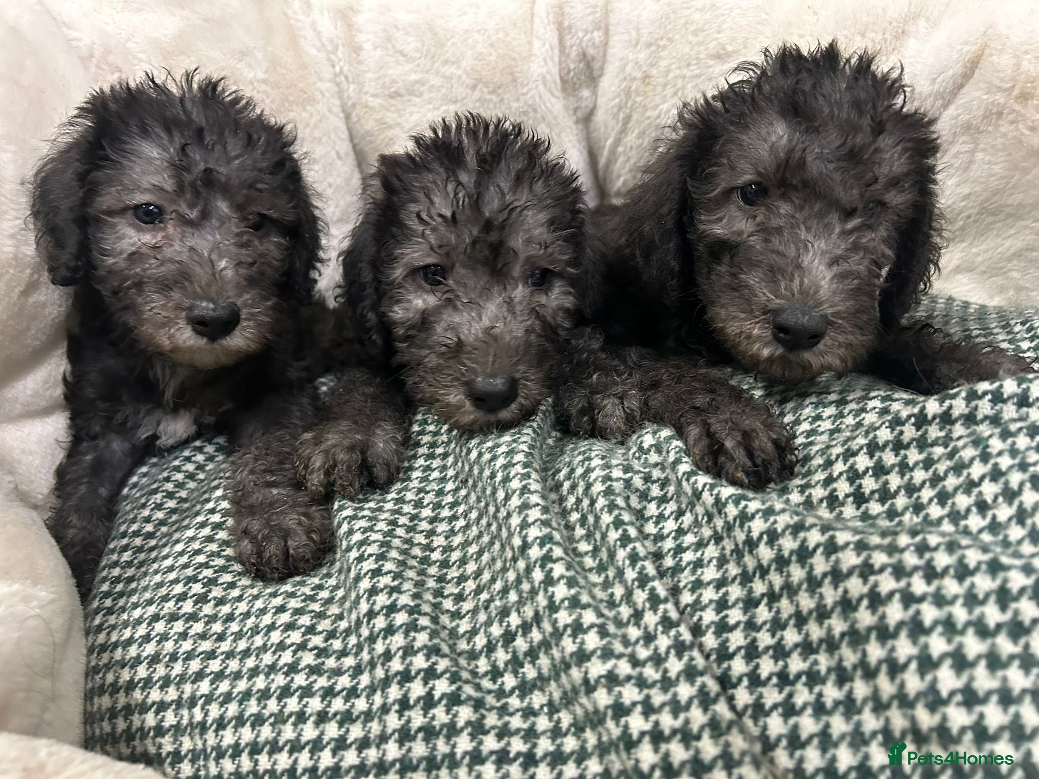 Bedlington Terrier dogs Top Quality CT Clear Bedlington Puppies - Advert 14