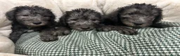 Bedlington Terrier dogs for sale: Top Quality CT Clear Bedlington Puppies - Advert 1